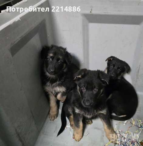 Немска овчарка работен тип, снимка 5 - Немска овчарка - 52970117