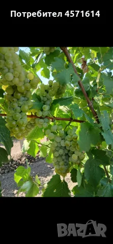Продавам грозде