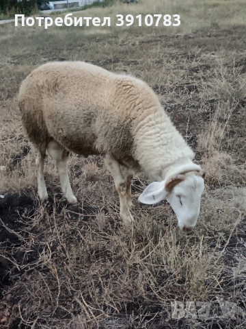 Продавам Овен коч порода АСАФ, снимка 1