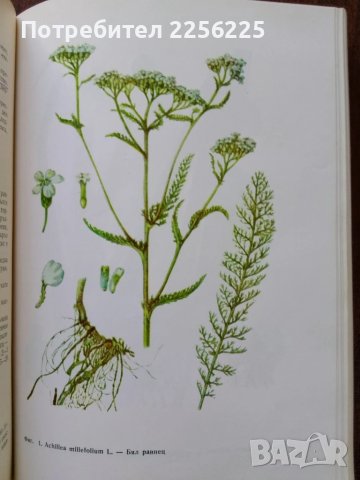 Фитотерапия , снимка 5 - Специализирана литература - 50501664