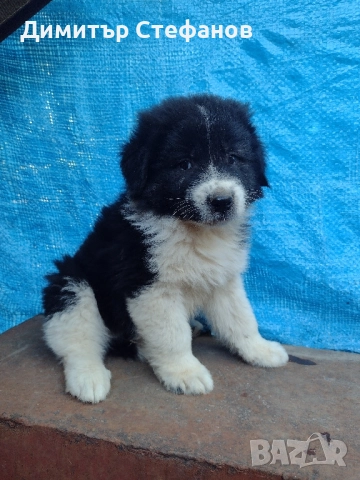 Мъжко куче на 50 дена., снимка 1