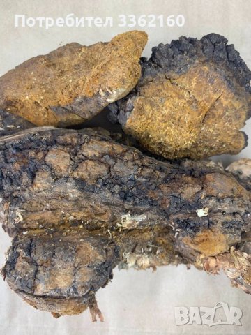 Комплект Чага (Inonotus obliquus), снимка 2 - Хранителни добавки - 41118821