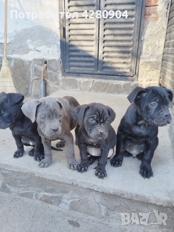 кане корсо бебета, снимка 2 - Кане корсо - 53035265