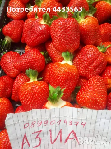 Разсад ягоди и малини , снимка 13 - Разсади - 49802437