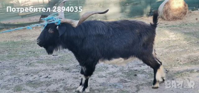 скопен пръч около 100 кг , снимка 4 - Кози - 56333598