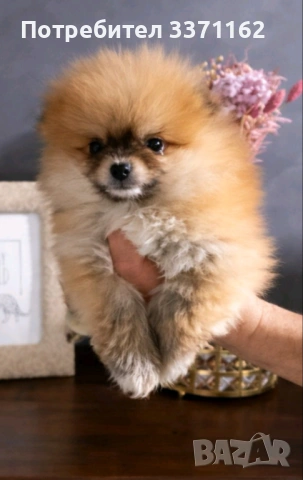 мъжко померанче