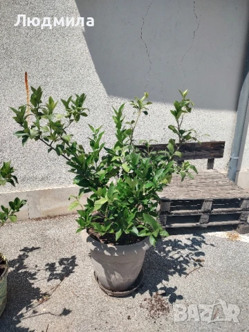 лимоново дърво , снимка 3 - Градински цветя и растения - 51228067