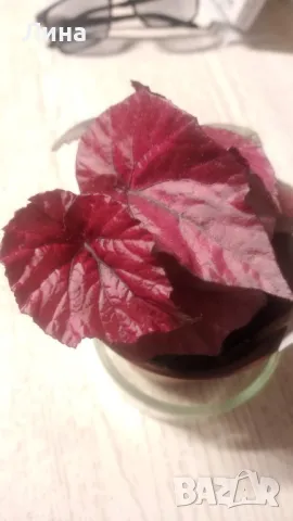 Бегония(Begonia inca flame) 