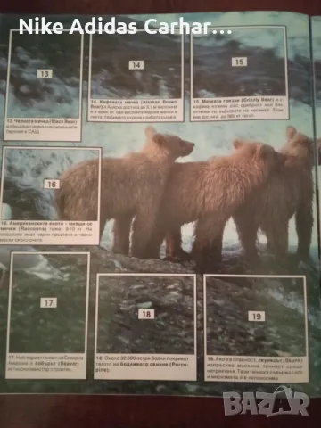 Истинска класика - албум ''Животните по света'' на Панини от 1989 година в отлично състояние!, снимка 2 - Детски книжки - 49959345