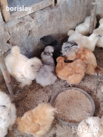 Продавам яйца за лупене от американска коприна. , снимка 5 - Кокошки и пуйки - 53814305