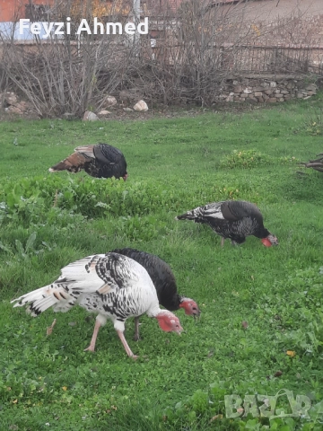 Пуйки, снимка 4 - Кокошки и пуйки - 52886678