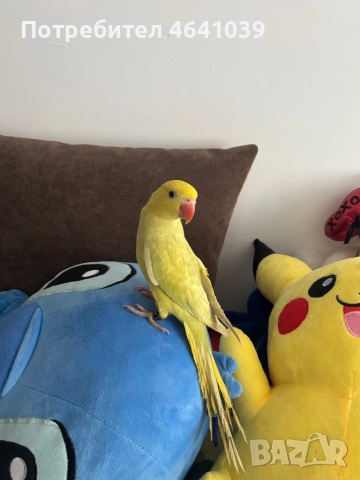 Жълтоглав Малък Александър