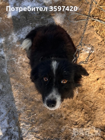 Две мъжки кученца , снимка 5 - Други - 53148045