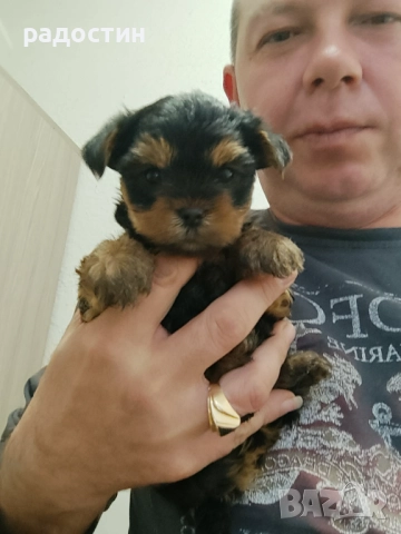 Йоркита момченца и момиченце, снимка 3 - Йоркширски териер - 52708783