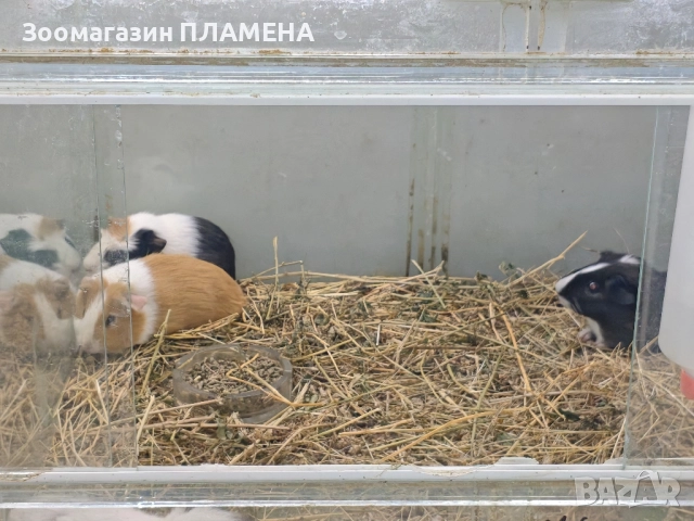 Морски свинчета 