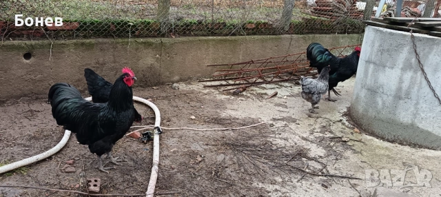 Петли Австролорп, снимка 14 - Кокошки и пуйки - 52185791