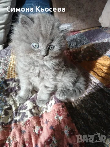 Котета британчета