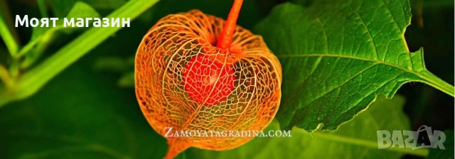 Физалис - physalis, снимка 6 - Градински цветя и растения - 53650459
