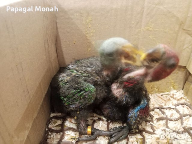 Еклектуси Благороден папагал, снимка 7 - Папагали - 41415366