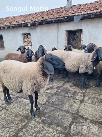 Плевенски черноглави овце 