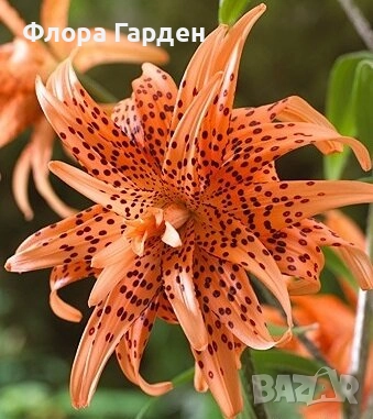 ЛИЛИУМ - Луковици/ПРЕДВАРИТЕЛНИ ПОРЪЧКИ, снимка 7 - Сортови семена и луковици - 40209682