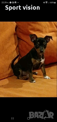 кученце смеска между чи хуа чуа и пинчер мъжко на 2 месеца