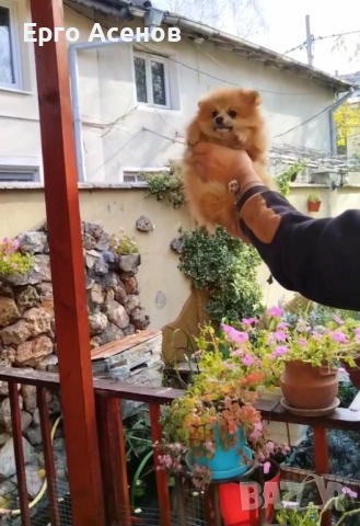 Мини померанче, снимка 3 - Померан - 52446646