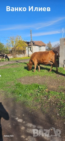 Свободни 6 редовни крави , снимка 4 - Крави - 52412161