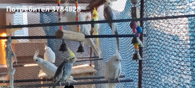 Корели , снимка 1