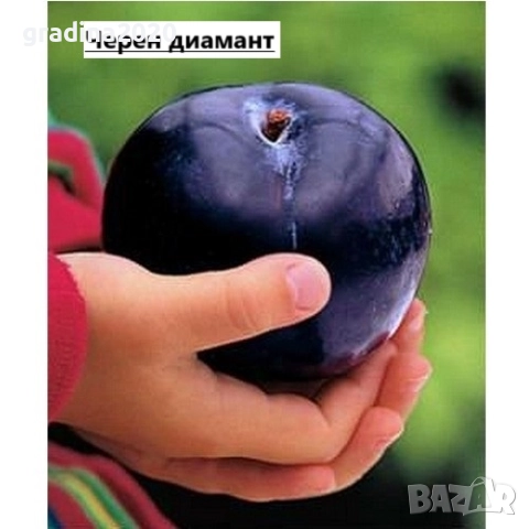Слива - Налични 4 сорта Анджелино ,Черен диамант (Блек Даймънд) , Черен Сплендор - BLACK SPLENDOR и , снимка 2 - Разсади - 51852290