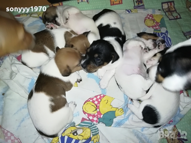 ДЖАКЧЕ-ЖЕНСКО 5 МЕСЕЦА БОНБОН 1103222003, снимка 4 - Джак ръсел териер - 36073476