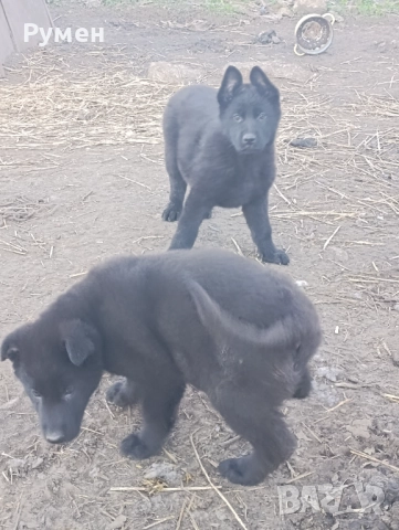 Черна немска овчарка 