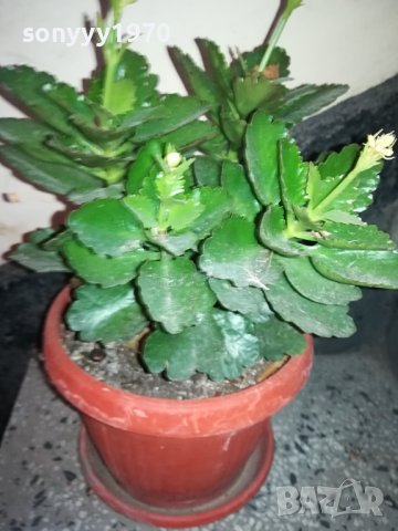ЦВЕТЕ В САКСИЯ-КАЛАНХОЕ 1802240811, снимка 8 - Стайни растения - 44348275