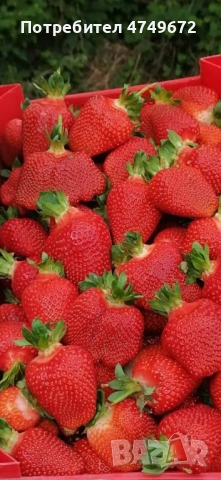 „От корена до плода  силен старт за вашата градина“, снимка 4 - Разсади - 53638522