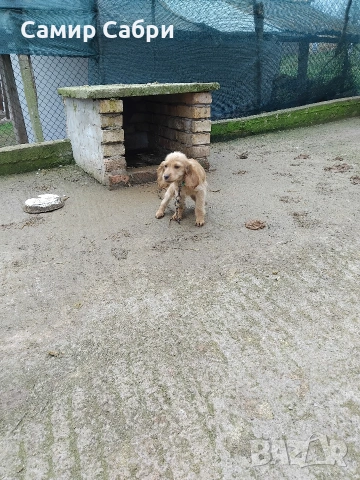 Продавам Кокер Шпаньол, снимка 2 - Кокер шпаньол - 53025444