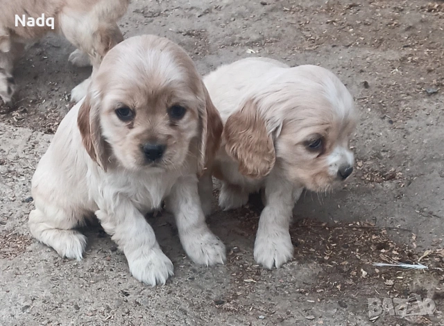 Кокер шпаньол Страхотни , снимка 3 - Кокер шпаньол - 53743303