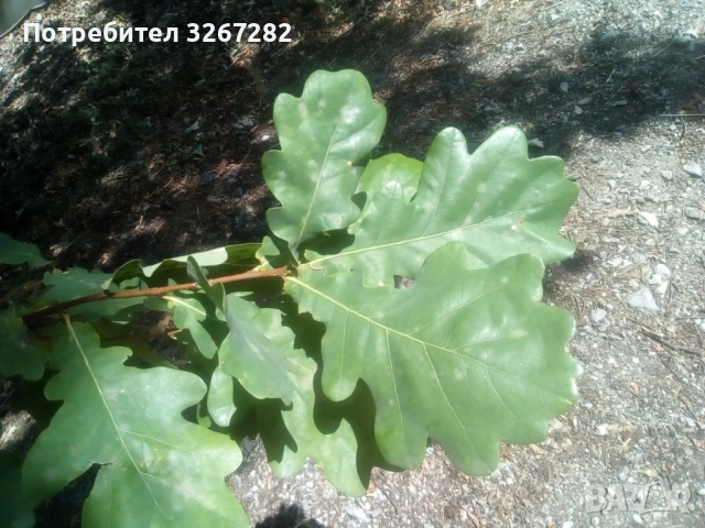 Дъб,Летен,Querca Robur,Разсад, снимка 12 - Разсади - 50499285