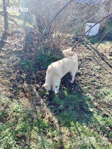 Кангал, снимка 9 - Кангал - 52077831