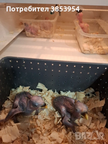 Папагали Еклектус за дохранване Продадени , снимка 5 - Папагали - 53786425