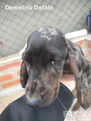 Дакел кученце , снимка 4 - Други - 53643519