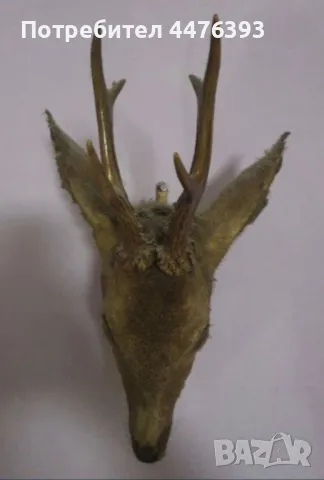 Трофей - Глава на Сръндак, снимка 2 - Други ценни предмети - 50337244