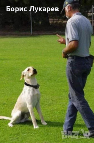 ЕЛЕКТРОНЕН НАШИЙНИК ЗА КУЧЕ,ТЕЛЕТАКТ- ВОДОУСТОЙЧИВ С ОБХВАТ ДО 800м. , снимка 16 - За кучета - 36324902
