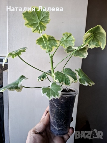 Пеларгониум, Pelargonium Mrs Pollock, снимка 4 - Стайни растения - 52971218