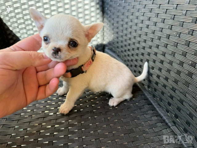 Чихуахуа Актуално от 16.3.2026, снимка 7 - Чихуахуа - 53855081