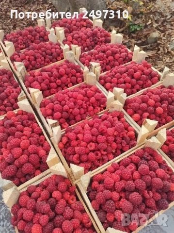 Продавам разсад малини 