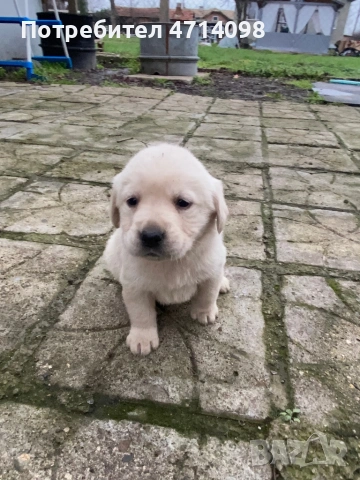 Бебета Лабрадори, снимка 5 - Лабрадор ретривър - 53302211