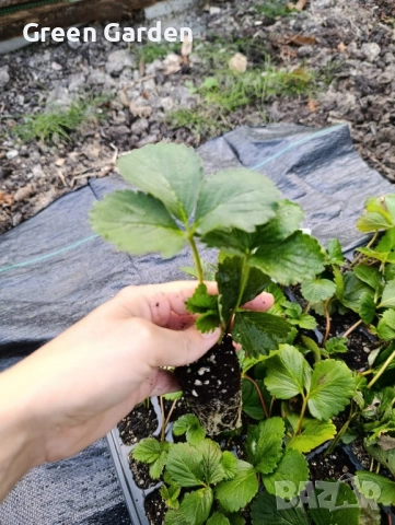 Ягоди Гигант, снимка 2 - Разсади - 51717283