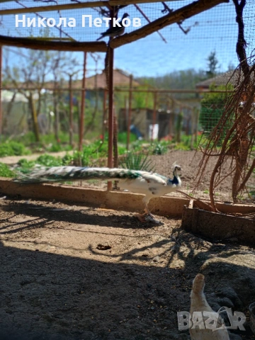 Пауни сребърен и арлекин, снимка 3 - други­ - 53698247