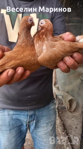 продавам  варненски  жьлти  6уменски2 модела  по6и спортни и стандарти и американци, снимка 10 - Гълъби - 51659125