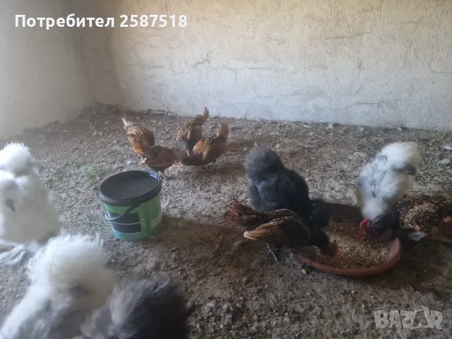 Излишни петлета Златен Зибрайт , снимка 4 - Кокошки и пуйки - 55592268